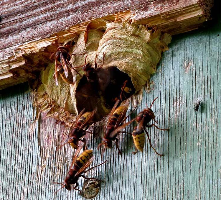 2-29.-Juli Vespa crabro.jpg