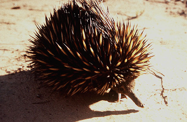 Echidna 2.jpg