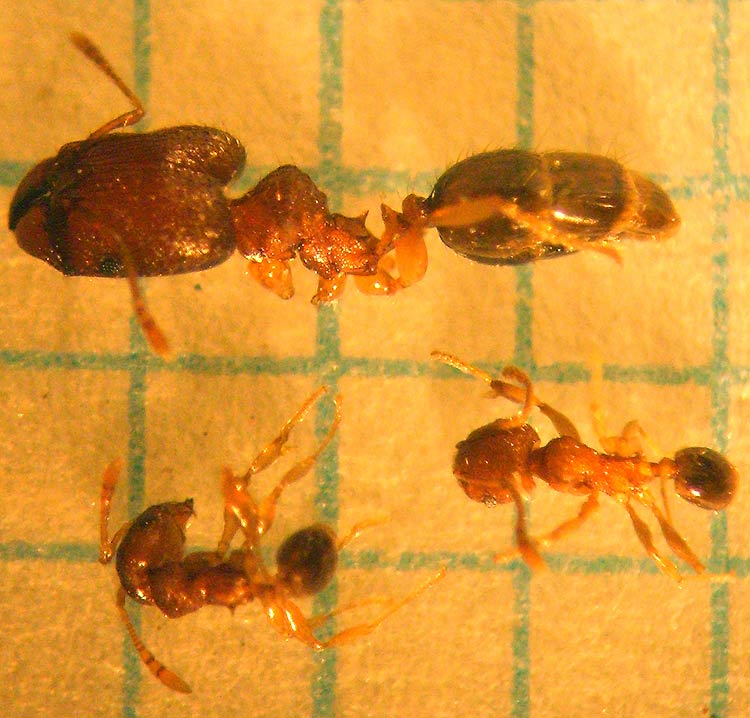 Pheidole Bonsai 01 web.jpg