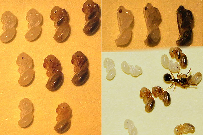 Myrmecina graminicola Puppen.jpg