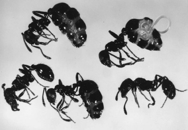 Mermis9 Myrmica.jpg