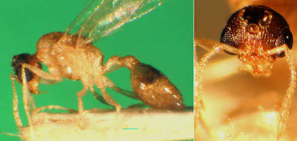 Temnothorax curvispinosus Männchen.jpg