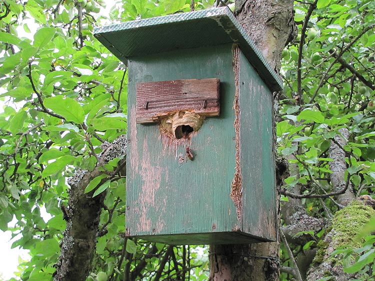 1-29.-Juli Vespa crabro.jpg