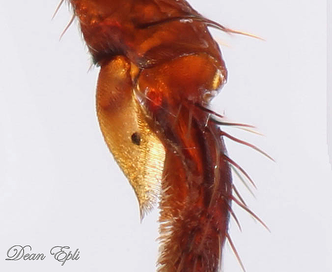 Putzapparat-von Acromyrmex.jpg