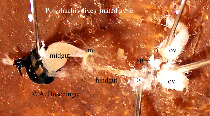 04 Pd Gyne 3 diss 6 tx web.jpg