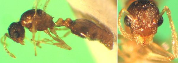 Temnothorax minutissimus Männchen.jpg