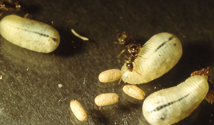 Microdon Lv Lniger.jpg