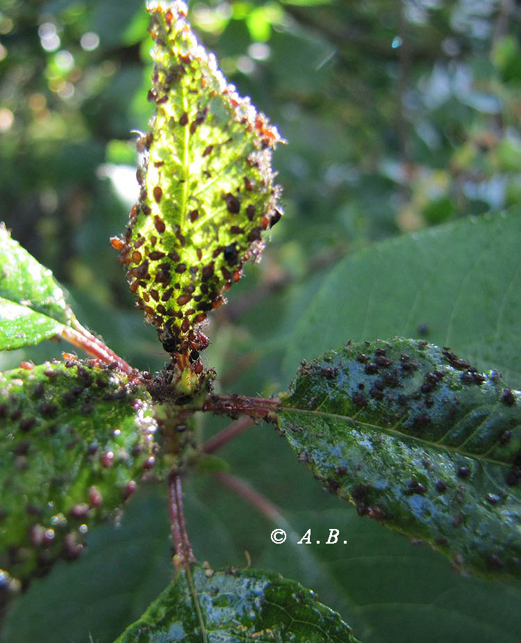 Myzus-cerasi 1045web Kopie.jpg