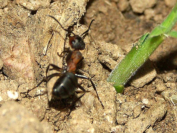 Formica pol. 02. Dez 06 F.C. web.jpg