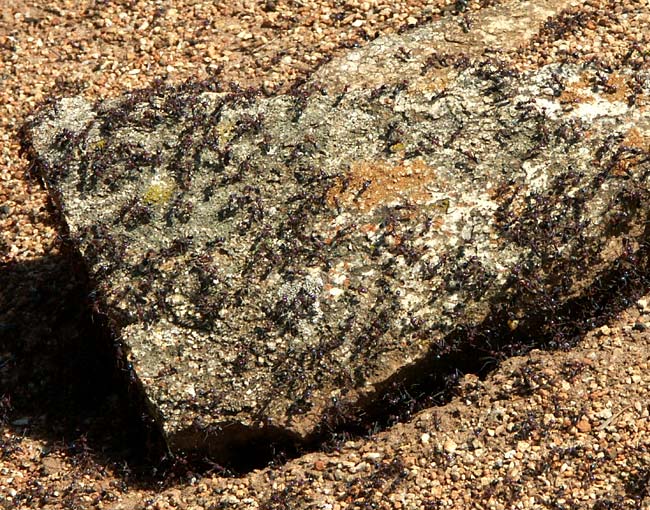 37 -75 Meat ants3 web.jpg