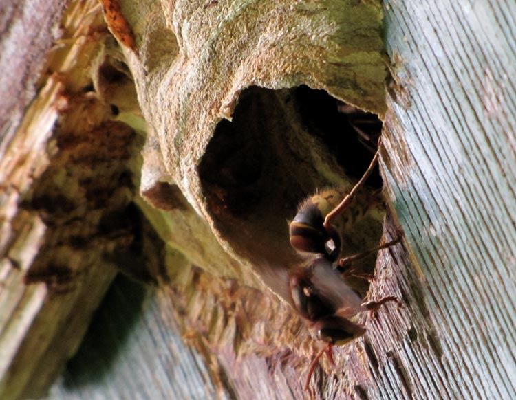 3-29.-Juli Vespa crabro.jpg