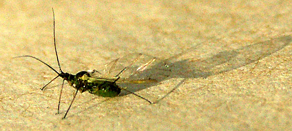 Rindenläuse Nov. 06-09 web.jpg