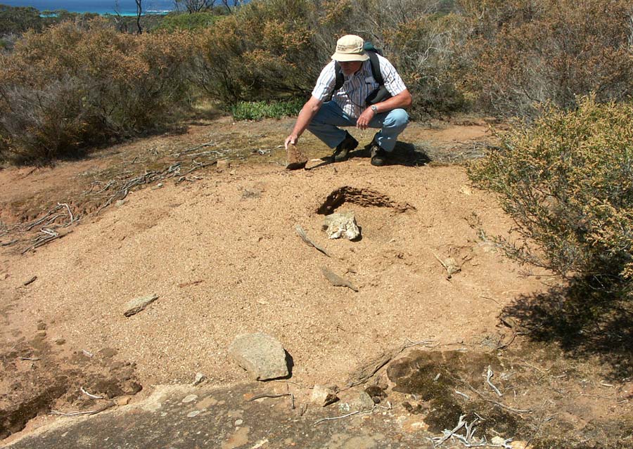 37 -74 Meat ants2 web.jpg