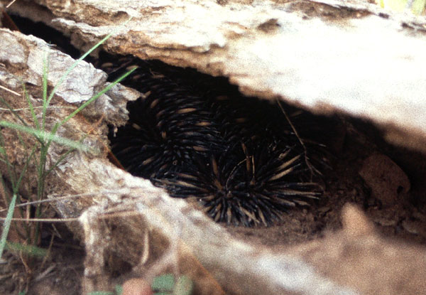 Echidna 1.jpg