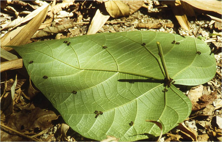 Extraflorale Nektarien.jpg