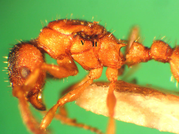 Leptothorax acervorum Gyne.jpg