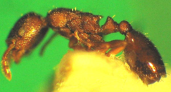 Leptothorax sp. Arbeiterin.jpg
