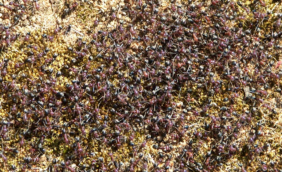 37 -77 Meat ants5 web.jpg