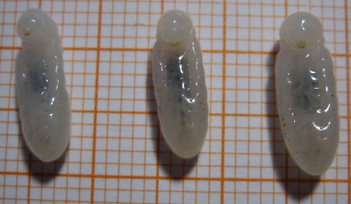 Camponotus fellah larvae mutilation.JPG