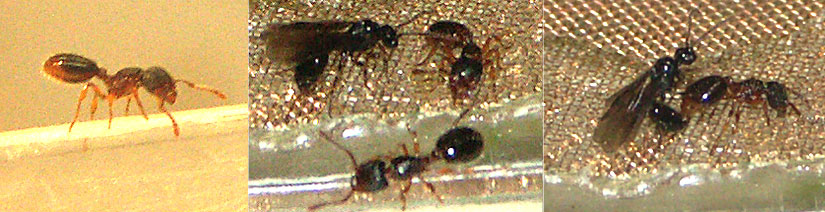 Myrmecina graminicola Sexualverhalten.jpg