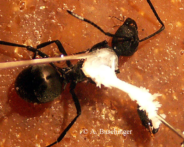 03 Pd Gyne diss 3 Flugmusk web.jpg