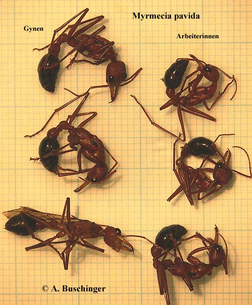 1 Myrmecia pavida.jpg