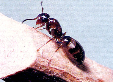 Colobopsis Königin.jpg