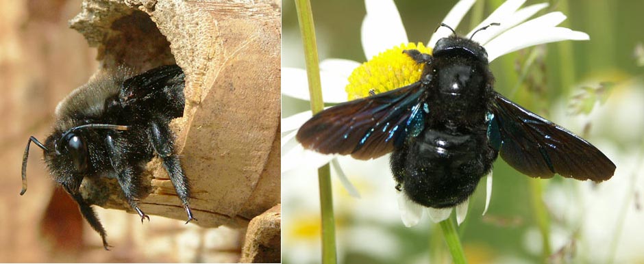 Xylocopa violaceoa.jpg