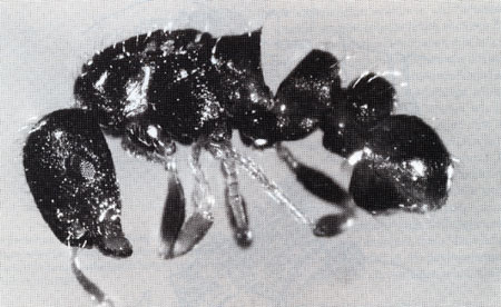 Lpocah.ohne Hinterleib.jpg