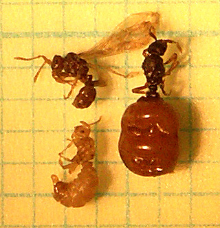 Anergates family.jpg