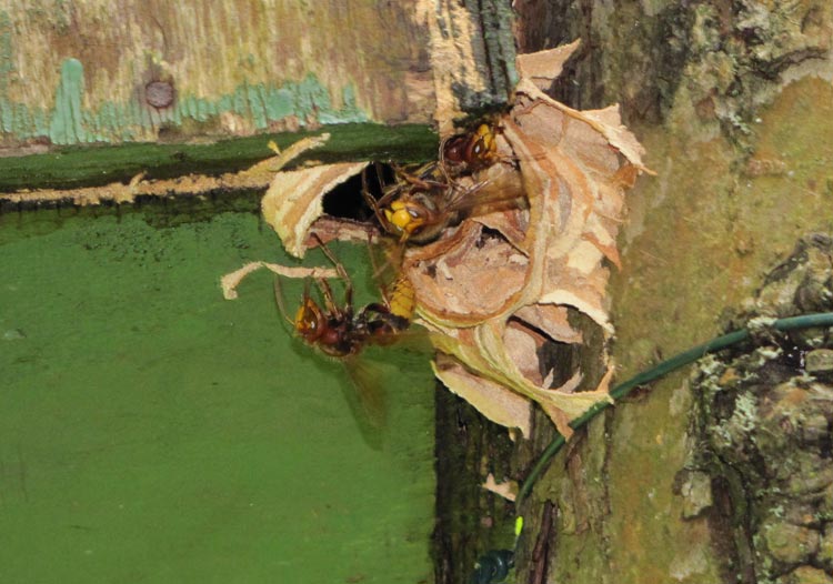 5-23. August Vespa crabro.jpg