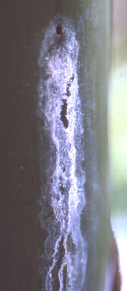 Tetraponera Nesteingang.jpg