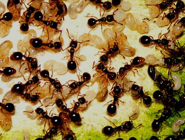 Myrmecina graminicola Nest mit Brut.jpg