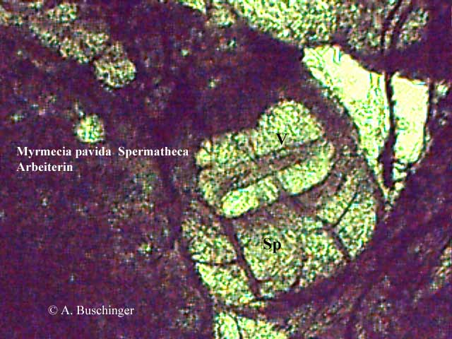 5 Myrmecia pavida Arbeiterin.jpg