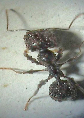 Messor Milben.jpg