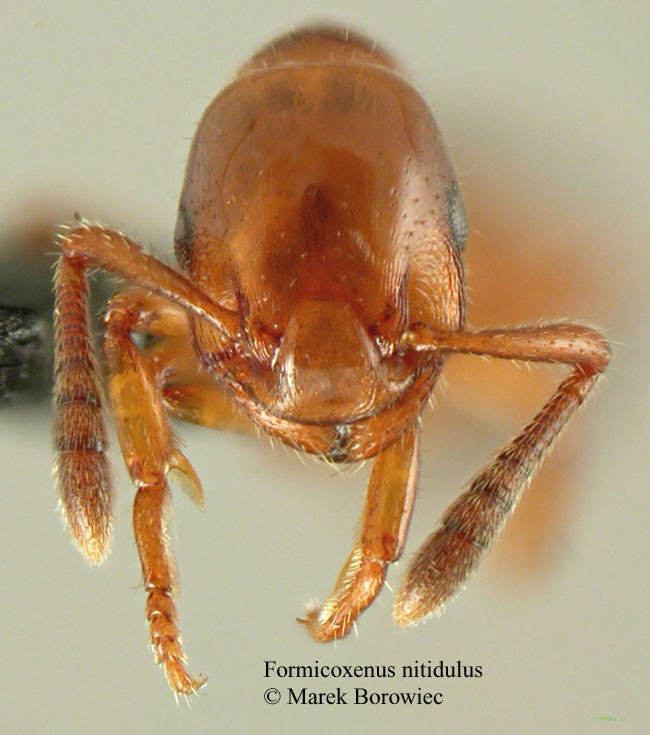 Formicoxenus nitidulus Kopf.jpg