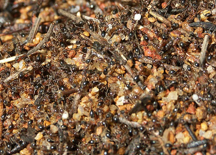 39- 069 Puppen auf Anthill web.jpg