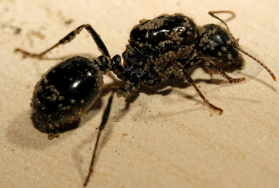 Messor capitatus Königin Milben TheSummiter web.jpg