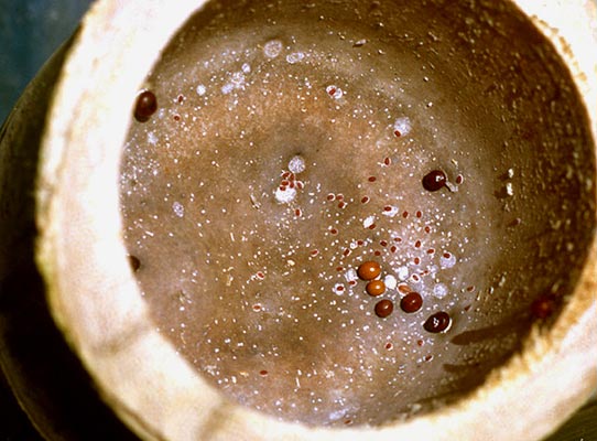 3-Tetraponera Internodium mit Pseudococciden.jpg