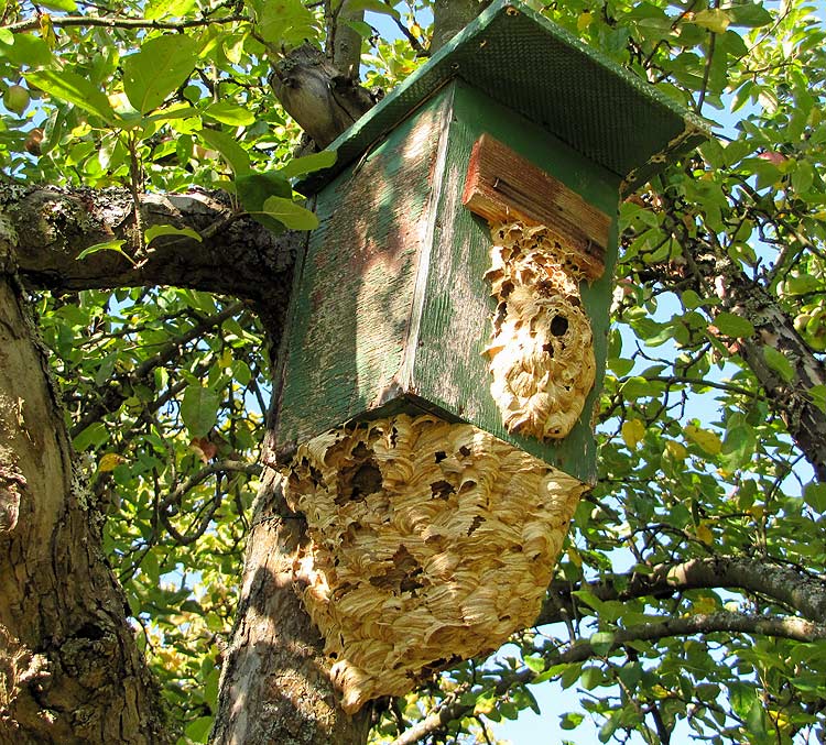 7-16.-Okt. Vespa crabro.jpg