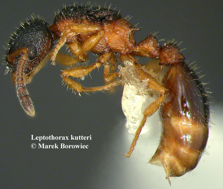 Leptothorax kutteri01 - Borowiec web.jpg