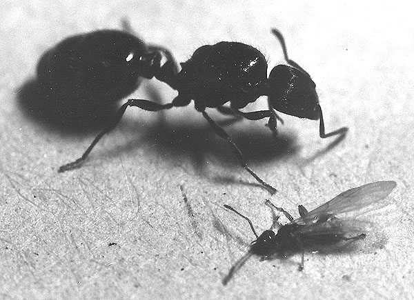 Teleuto 2 -TetrW-600 wiki.jpg