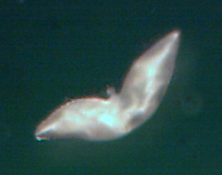 05 Pd Gyne 3-01Rec web.jpg