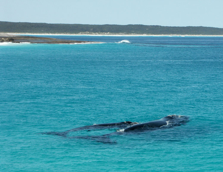 37 -101Whales web.jpg