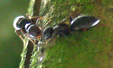 Colobopsis Arbeiterinnen.jpg