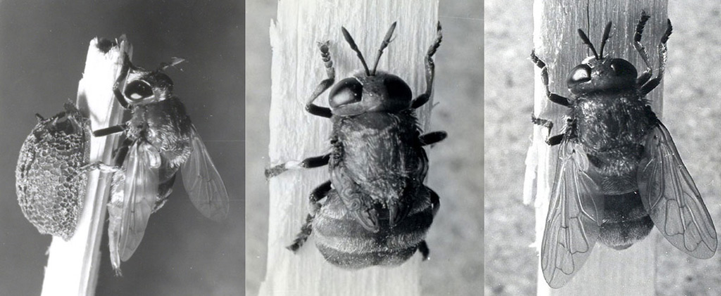 Microdon P und Adult.jpg