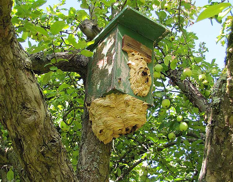 6-24.-Sept. Vespa crabro.jpg