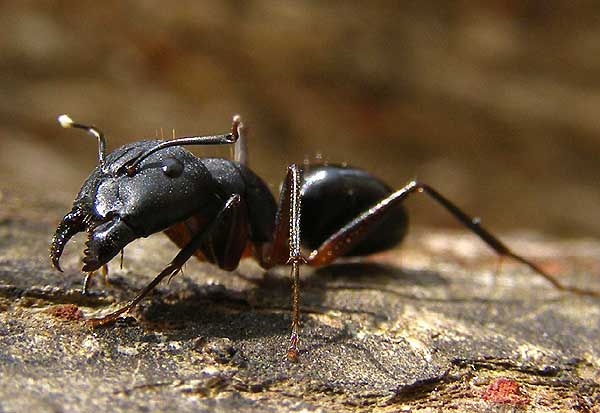 Malediven Ameise 5.jpg