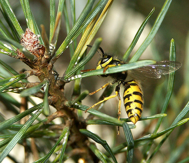 Vesp. germ. 02. Dez 06-2 web.jpg