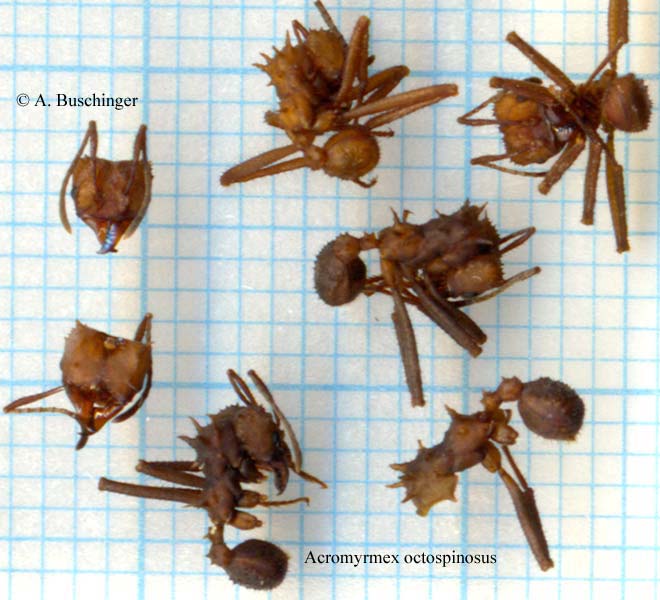 Acromyrmex octospinosus.jpg